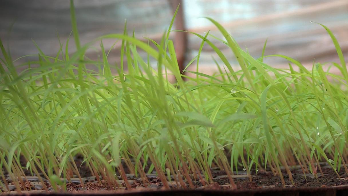 Le panicum est une plante fourragère peu exigeante en eau et à productivité élevée.
