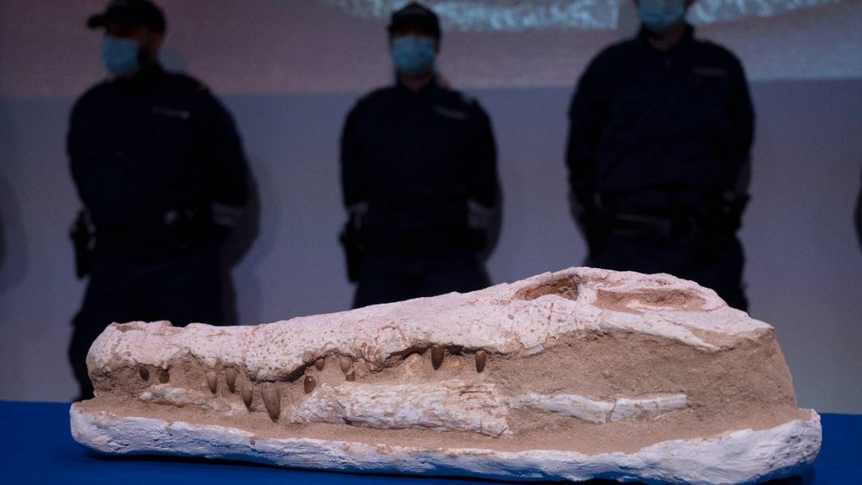 Cette tête fossilisée de crocodile fait partie des 2500 découvertes archéologiques et paléontologiques capturées par les douaniers français et restituées au Maroc. Ici au Musée de Marseille, le 15 octobre 2020.
