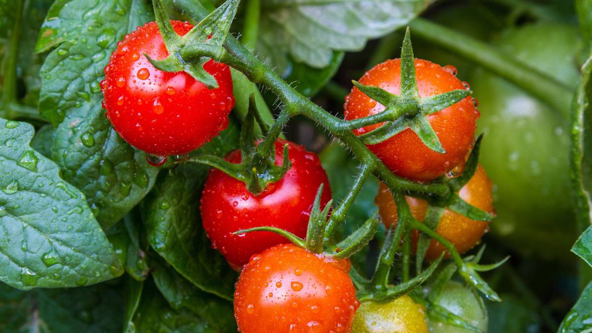 Les exportations de tomates ont connu au 9 mai 2020 une augmentation de 4% par rapport à la saison précédente. Photo d'illustration.
