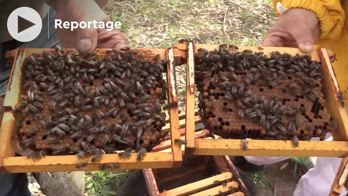 Parmi les causes de l'actuelle préoccupante disparition des abeilles au Maroc, des conditions climatiques défavorables, dont la sécheresse, et donc un manque de pollen, et leur faible immunité, qui les rend vulnérables à certaines maladies.
