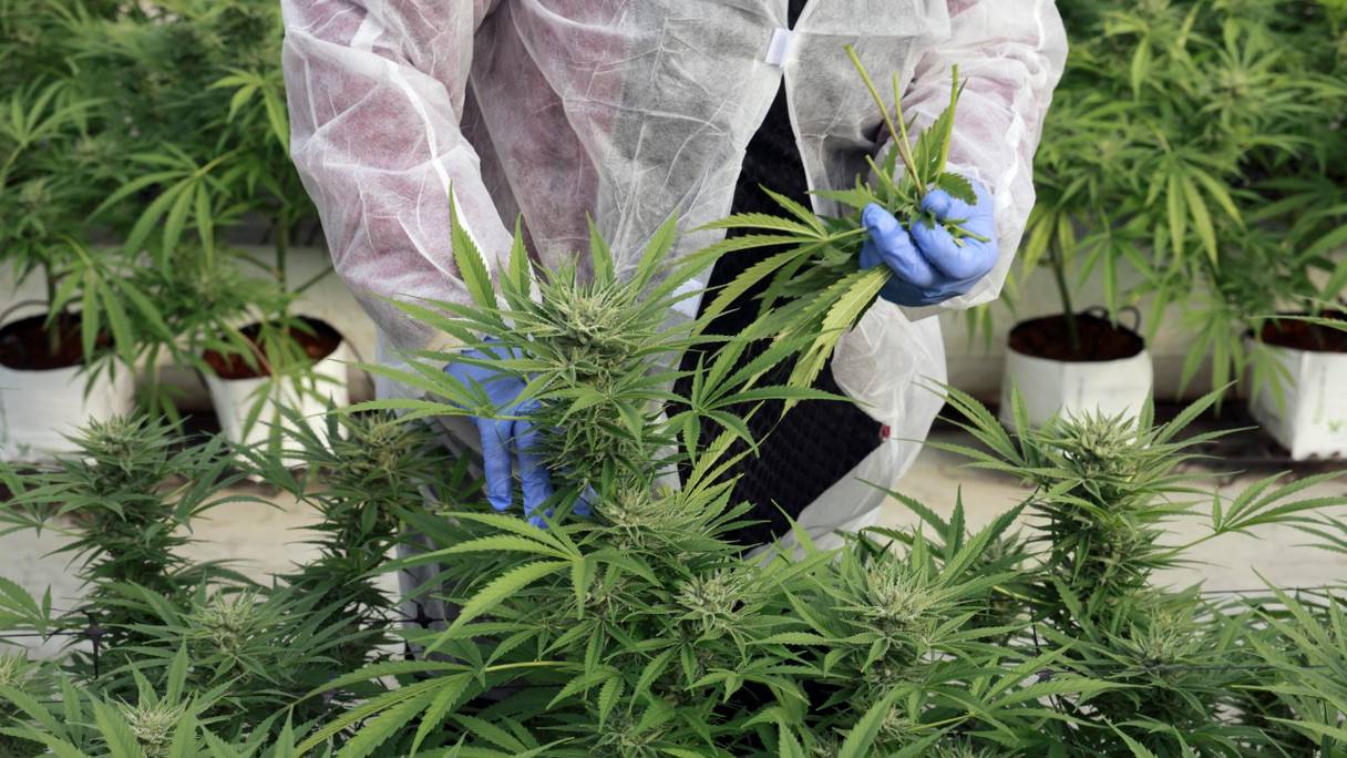 Culture de plants de cannabis à usage thérapeutique, dans une serre. 
