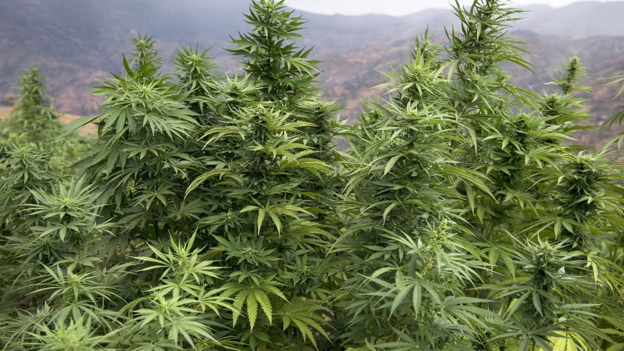 Plants de cannabis.
