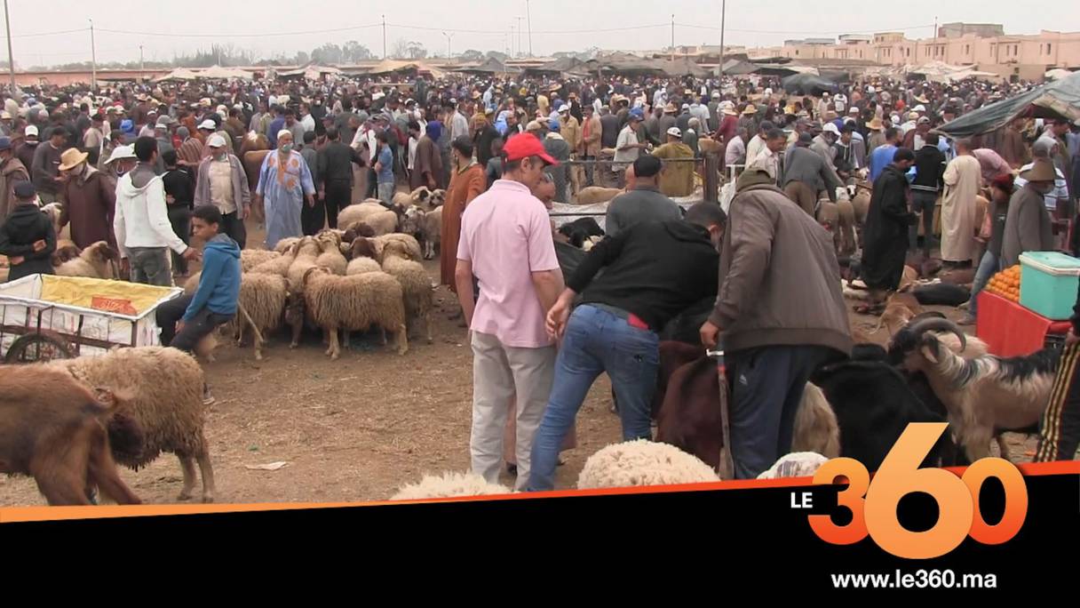 Le marché aux moutons d'Ouled Teïma, dans le Souss. 
