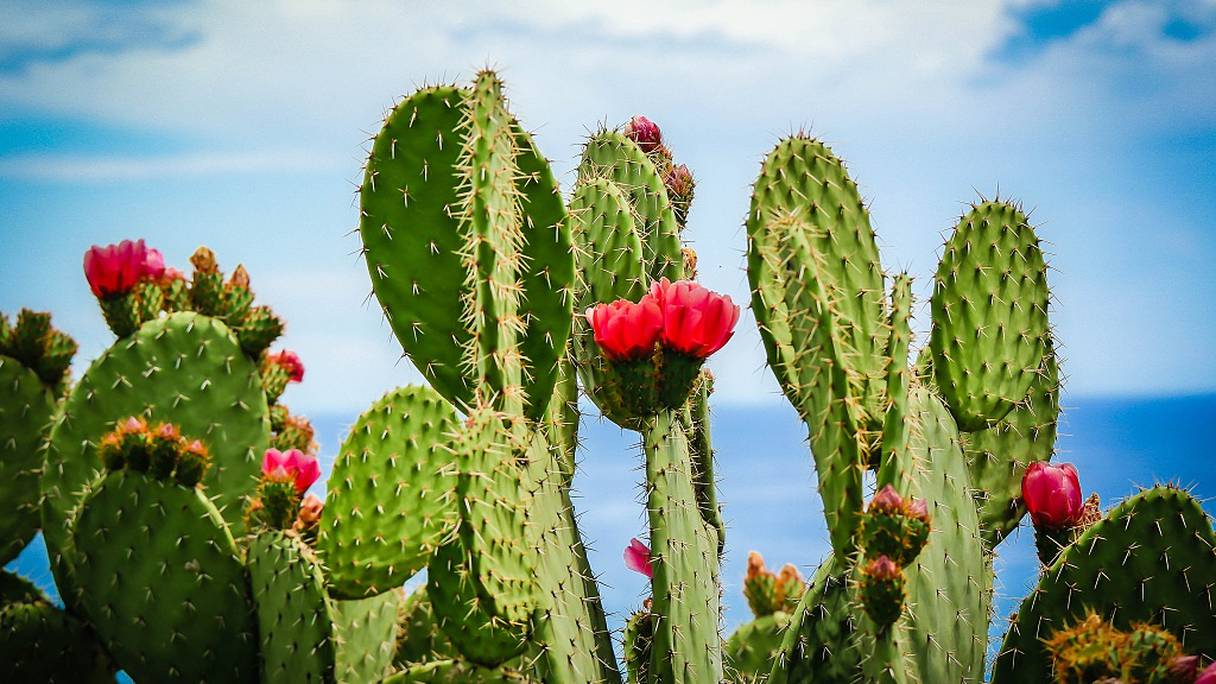 Les huit nouvelles variantes de cactus ont été développées à Sidi Bennour, Marrakech et Sidi Ifni.
