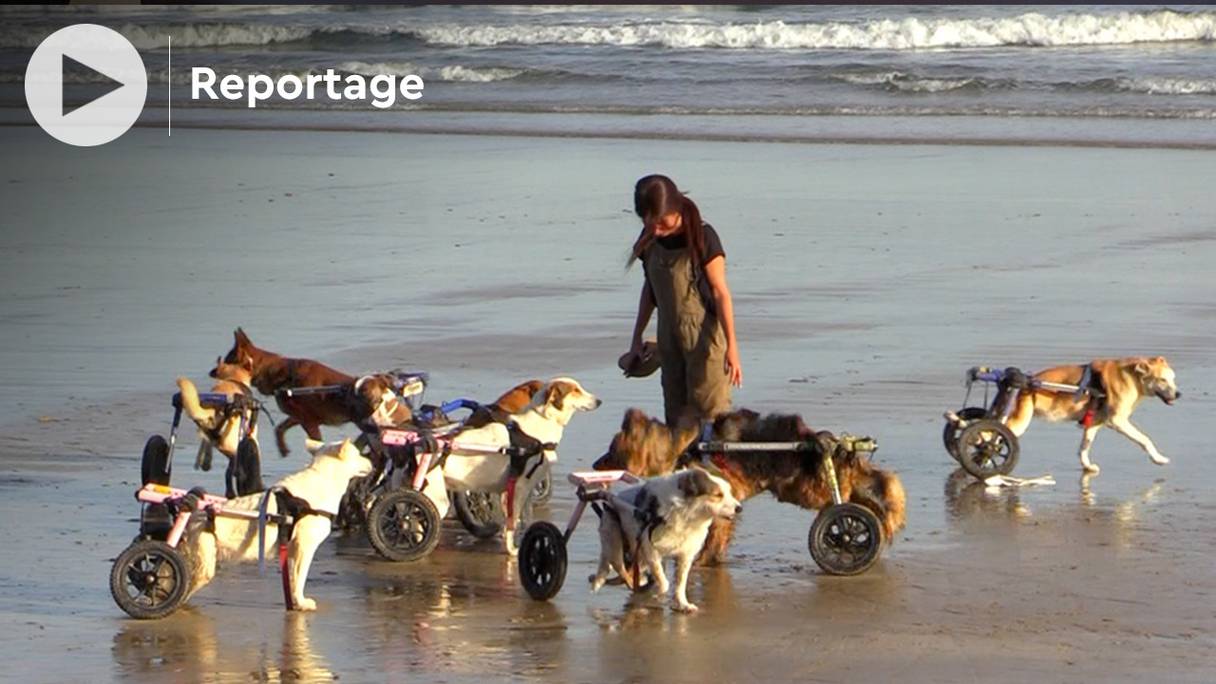 Salima Kadaoui offre une promenade en bord de mer à "ses" chiens blessés.
