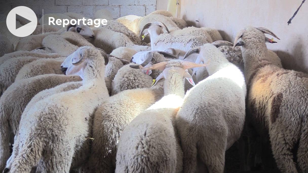 Les éleveurs de moutons de la région de Rabat-Salé-Kénitra se préparent activement à mettre en vente leur cheptel pour l’Aïd al-Adha 1443.
