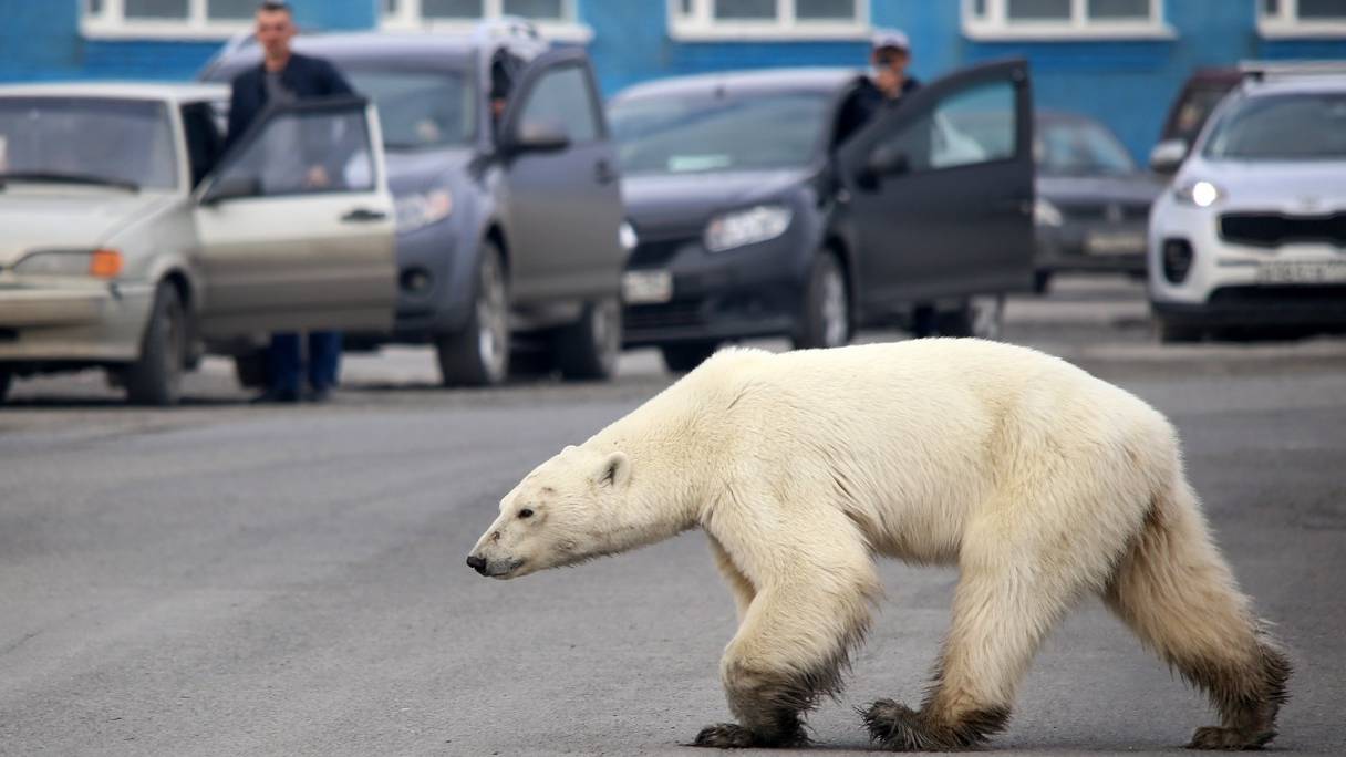 Un ours polaire erre sur une route près de Norilsk, en Russie, le 17 juin 2019. 

