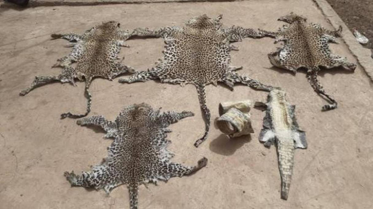Quatre peaux de léopards et deux de crocodiles saisies au Sénégal. 
