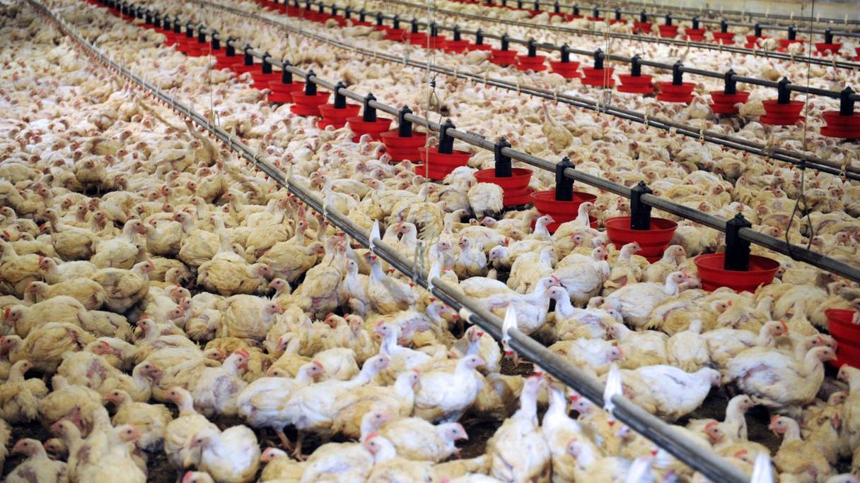 Un élevage de poulets industriel.

