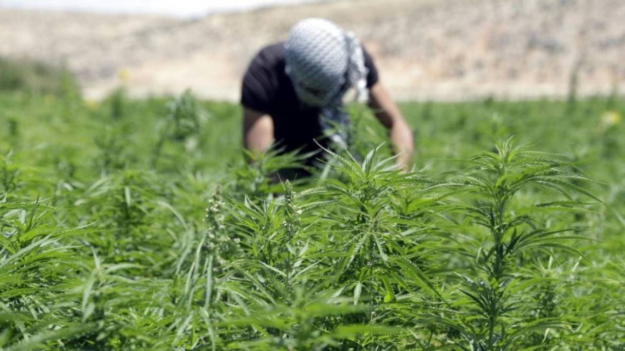 Un cultivateur de cannabis dans la plaine de la Bekaa (est du Liban).
