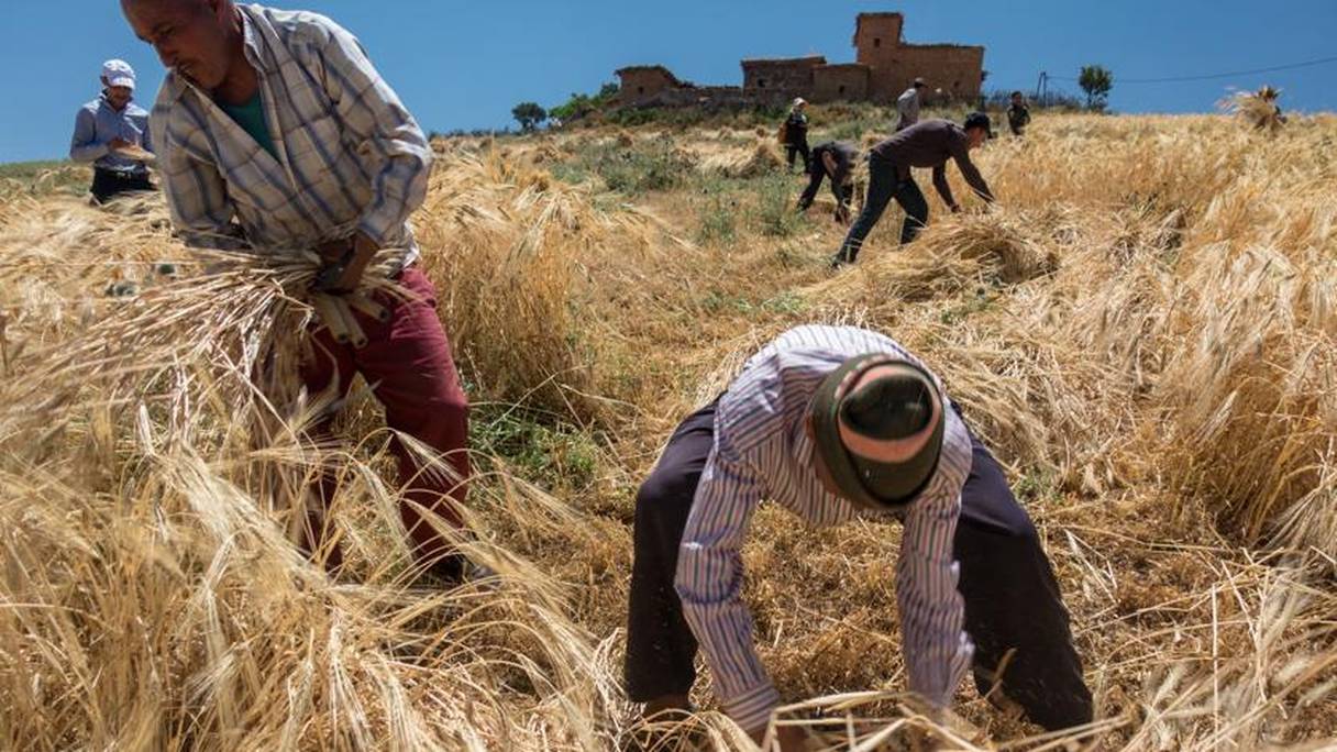 Des saisonniers à l’œuvre dans un champ de blé, au cours de la saison des moissons.
