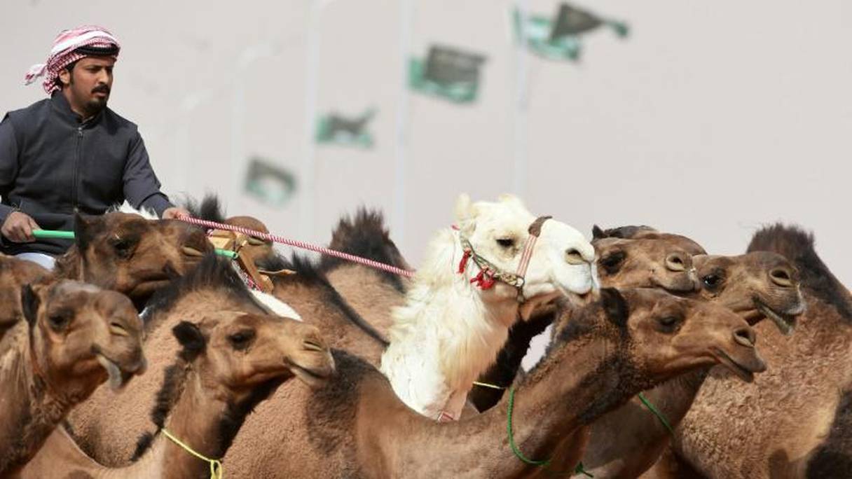 Un Saoudien dirige ses chameaux dans le cadre du festival Roi-Abdelaziz à Al-Rumhiya, à 160 km à l'est de Riyad, le 19 janvier 2018.
