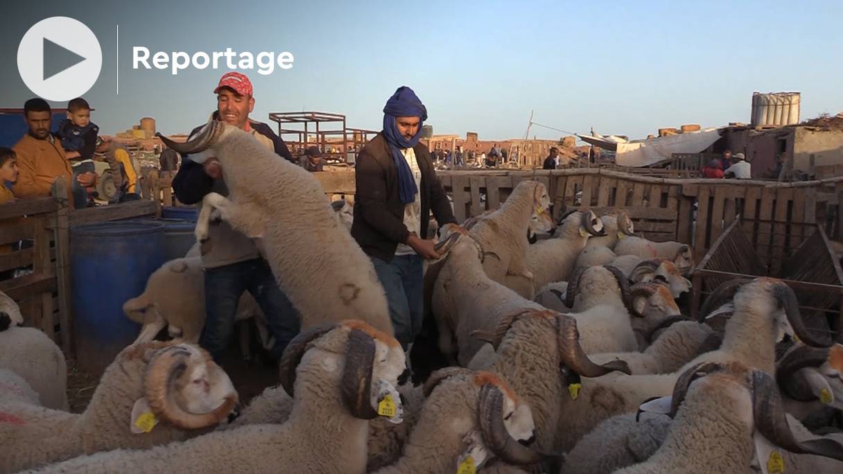 A quelques jours, de l'Aïd al-Adha 1443, à Dakhla, la faible affluence vers le marché aux moutons inquiète certains éleveurs.
