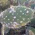 L’épidémie de la cochenille a dévasté plus de 15.000 hectares de cultures de cactus au cours des dernières années
