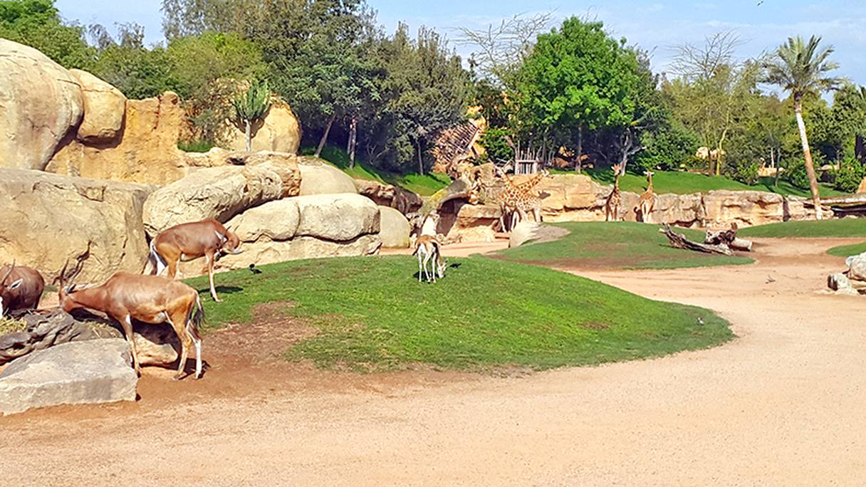 Zoo de Aïn Sebaâ.
