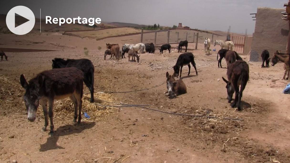 Mulets, ânes et chevaux vivent en parfaite harmonie et en toute sécurité dans le refuge Jarjeer.
