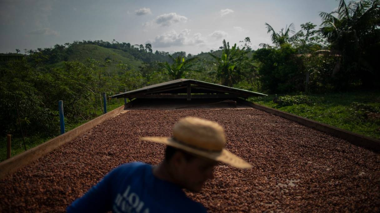 Producteur de cacao, Edmilson Rodrigues travaille sur sa production après l'avoir récoltée dans le ranch de Boa Esperanca, dans l'Etat de Para, au Brésil, le 21 septembre 2021.
