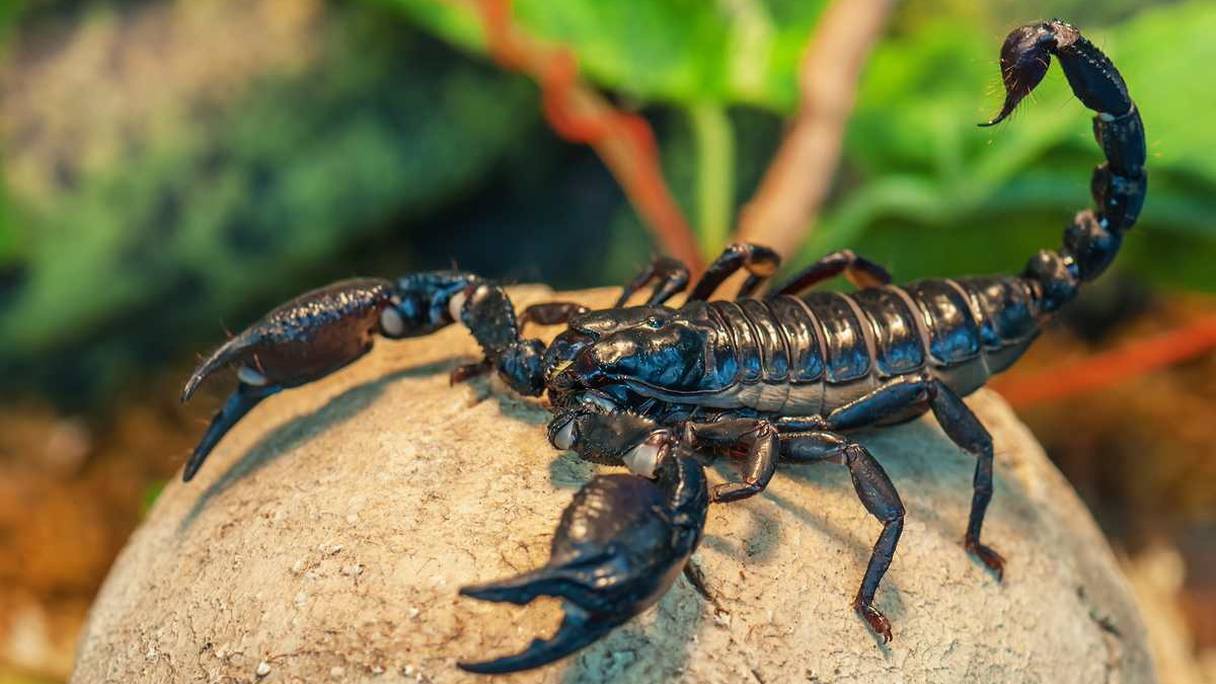 bande de scorpions