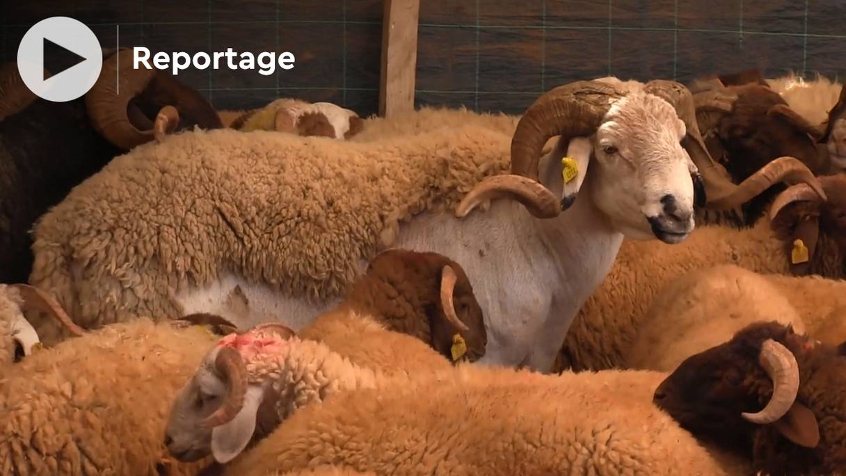 Des moutons, dans un marché à Hay Adrar, à Agadir, à quelques jours de l'Aïd Al-Adha 1443.
