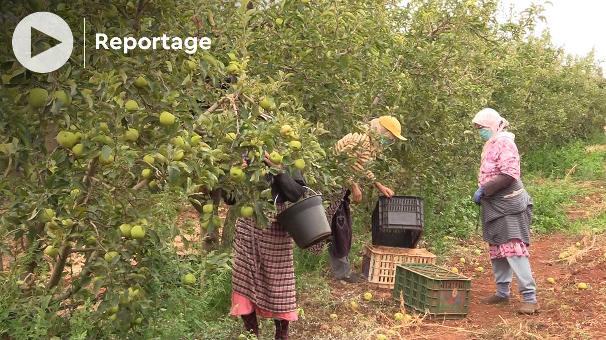A Sefrou, la récolte des pommes s'annonce prometteuse, en cette saison 2021.
