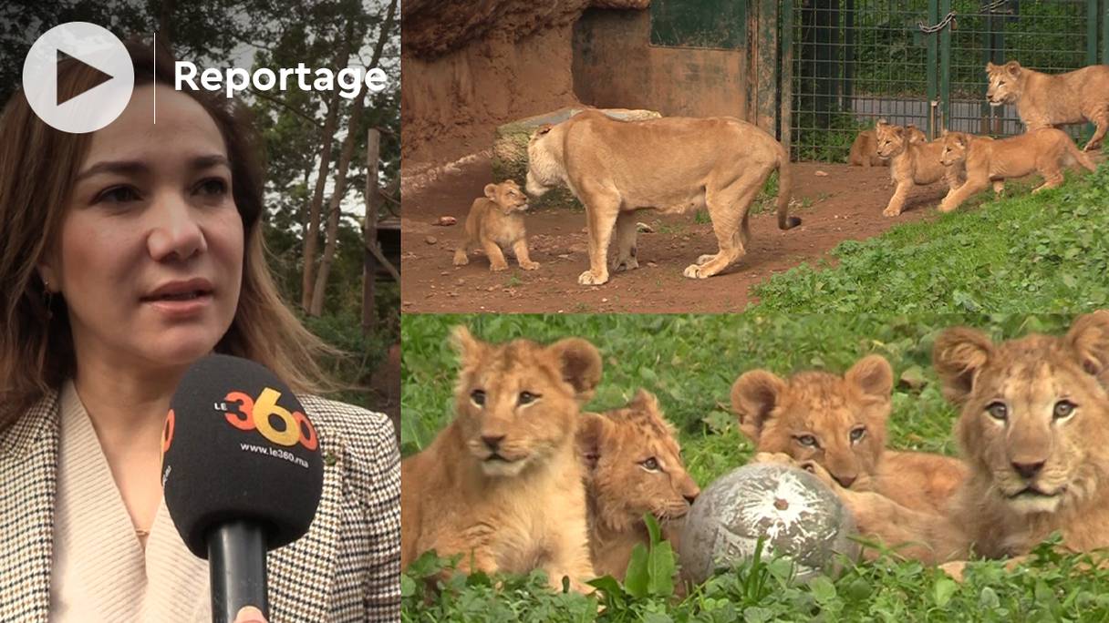 Salma Slimani, directrice générale déléguée du Jardin zoologique, lors de la présentation des cinq nouveaux lionceaux.
