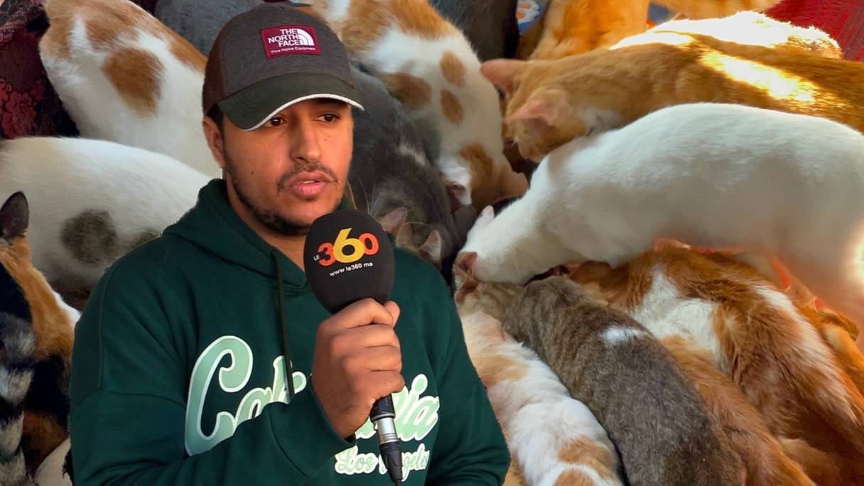 Ayoub Ghachaoui, propriétaire d'une animalerie dans le quartier de Sidi Othmane, s'est fait connaître sur TikTok en communiquant son implication à soigner et à recueillir des chats et des chiens abandonnés dans les rues de Casablanca. 
