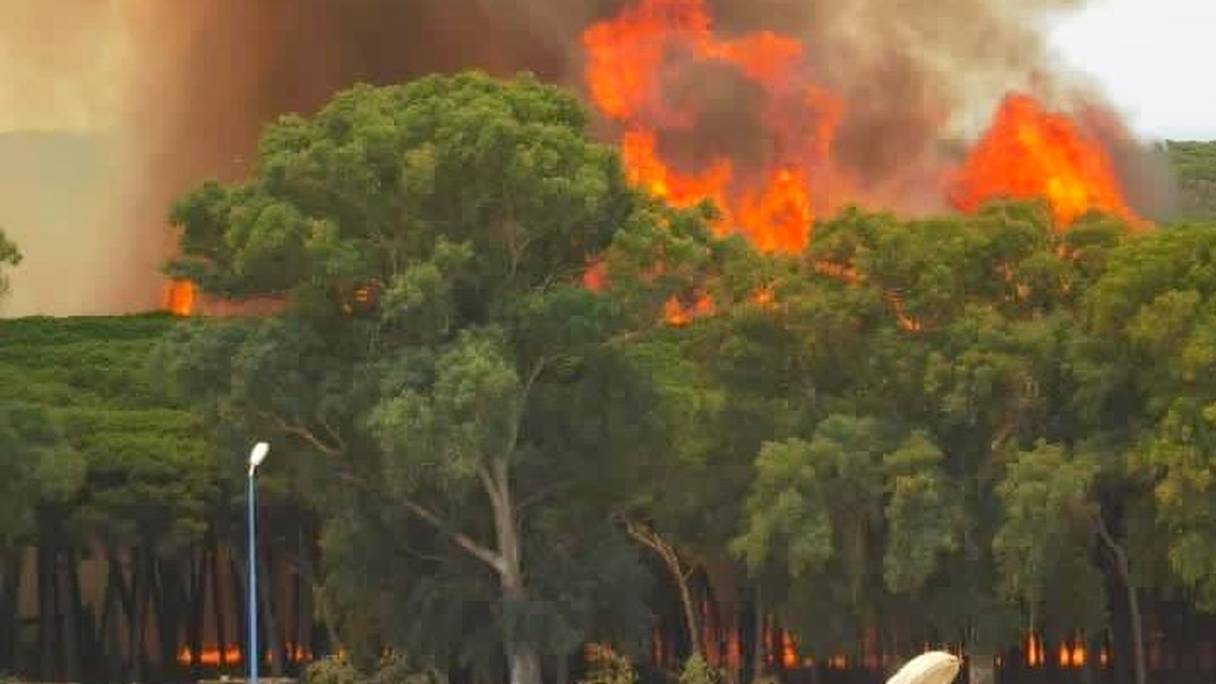 Un incendie a ravagé, jeudi 14 juillet 2022, la forêt urbaine La Hipica, à Larache.

