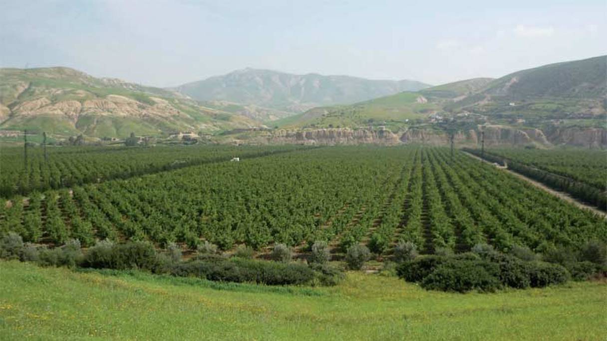 Plaine du Saïss, près de Fès. Au loin, le jbel Zalagh, et les premières montagnes du Rif. Dans cette vaste et fertile plaine, oliviers, orangers, céréales, vigne et diverses plantes maraîchères sont cultivés sur 2.211 kilomètres carrés. 
