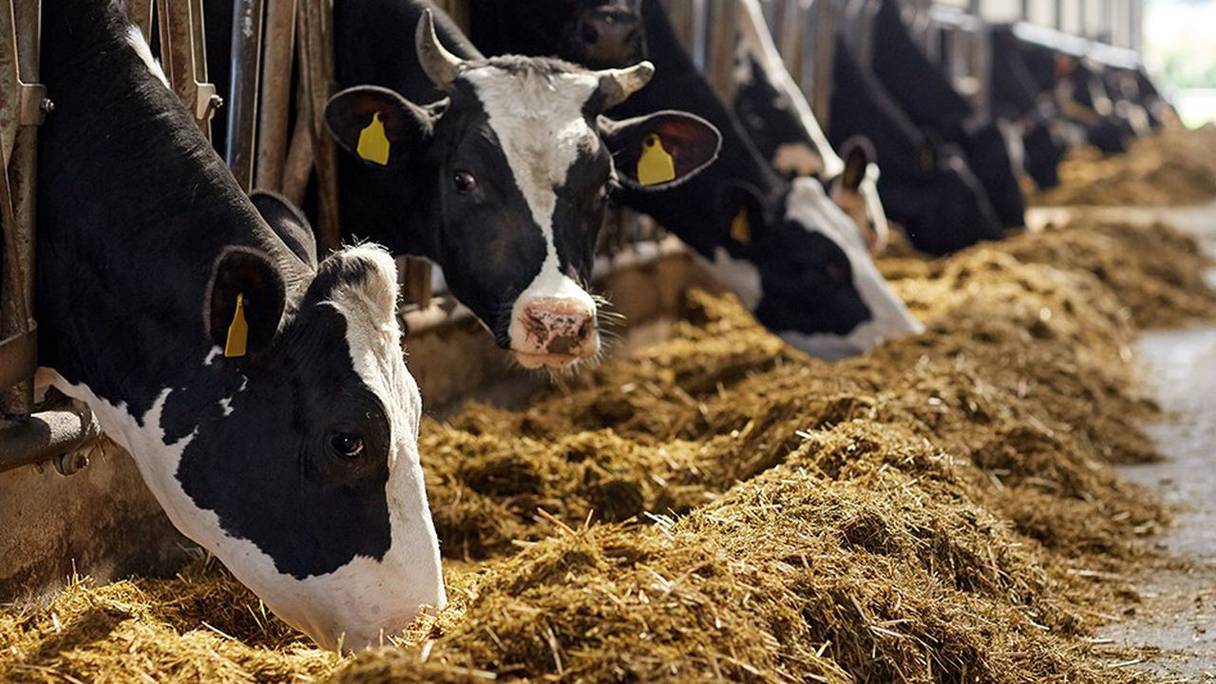 La hausse des prix des intrants de l’industrie de l’alimentation animale a de fortes répercussions sur le coût de production de l'ensemble de la filière animale.

