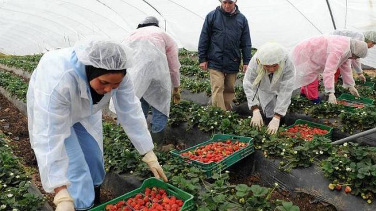 Des travailleuses saisonnières marocaines récoltent des fraises sous une serre, en Andalousie, dans le sud de l'Espagne. 
