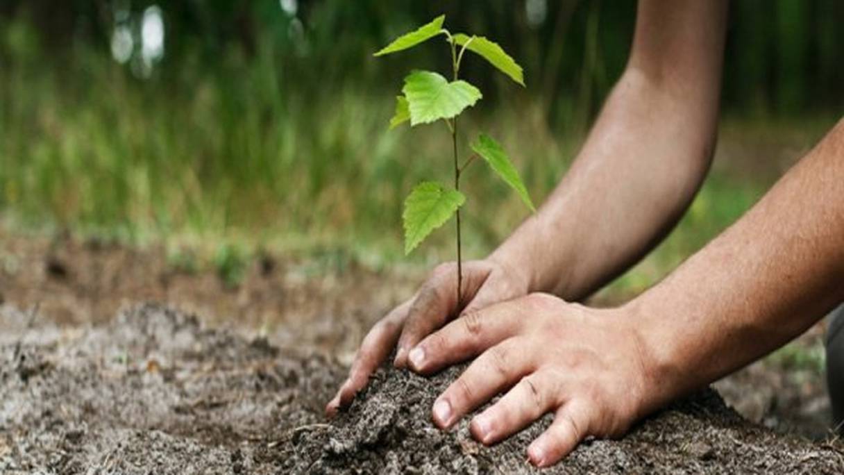 De nouveaux arbres pour compenser l'empreinte carbone de la COP22.

