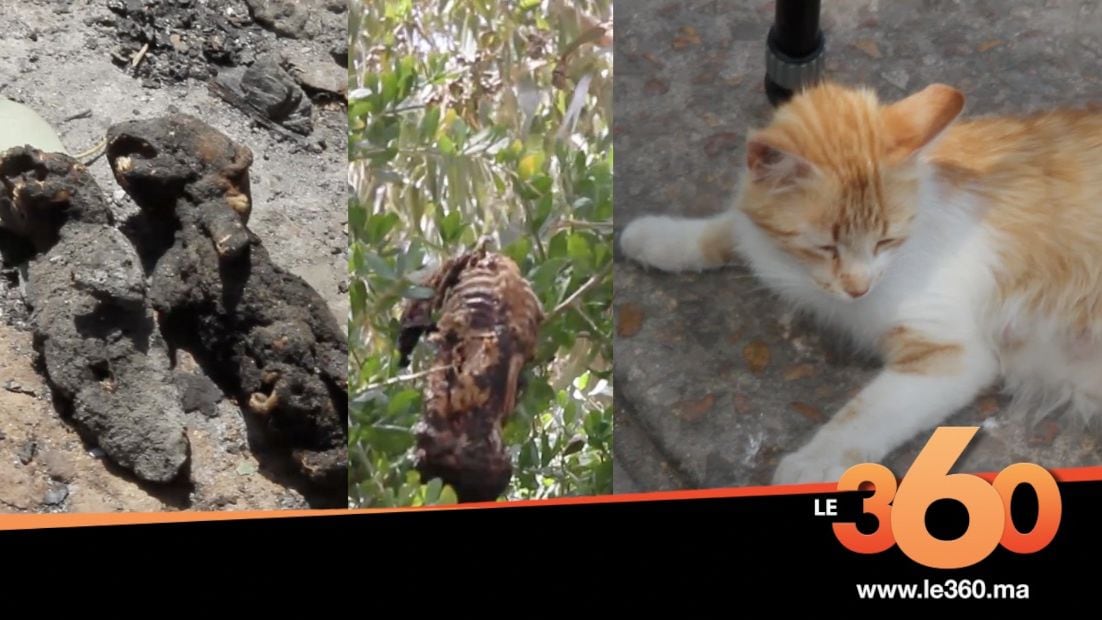 « C’est si terrible » : Elle loue sa maison sur Airbnb et retrouve ses chats brûlés et démembrés dans le jardin !