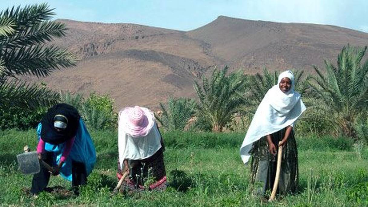 Travaux agricoles dans l'oasis d'Akka, à une soixantaine de kilomètres à l'ouest de la ville de Tata. 
