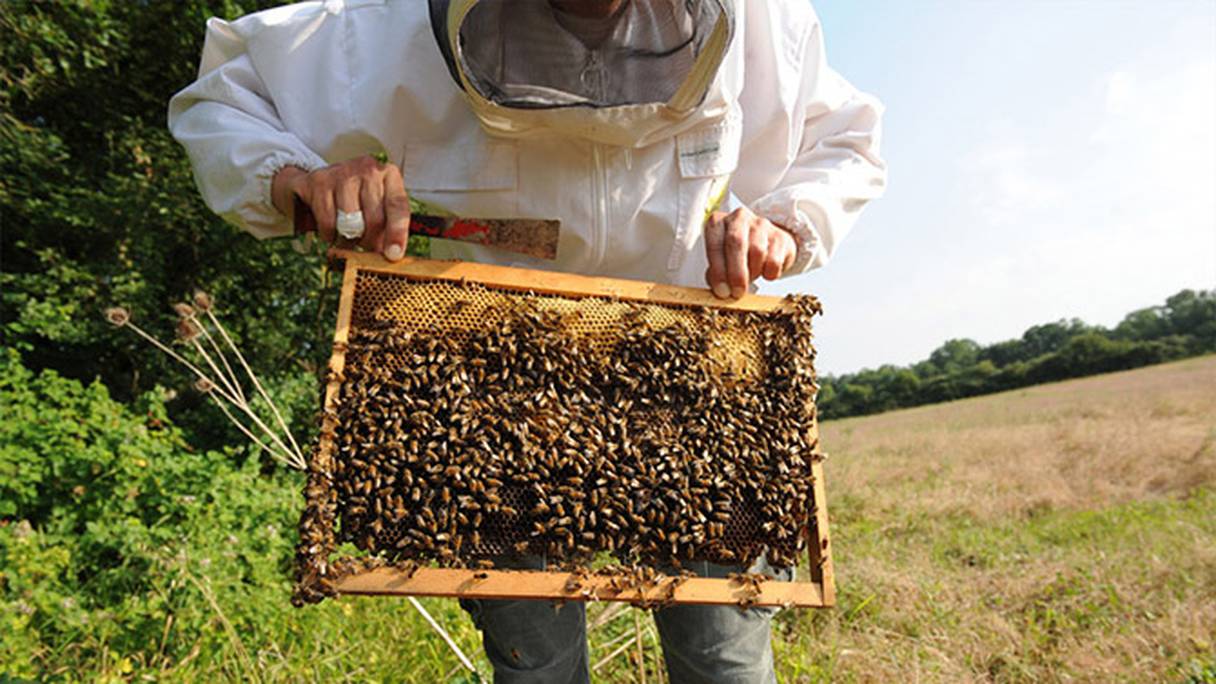 La varroase est un parasite de l'abeille responsable de l'effondrement des ruches.
