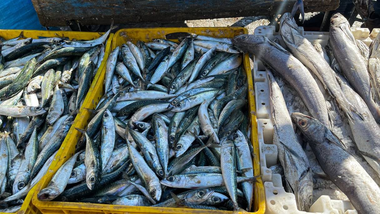 سمك السردين يختفي من الأسواق وأسعاره تشتعل