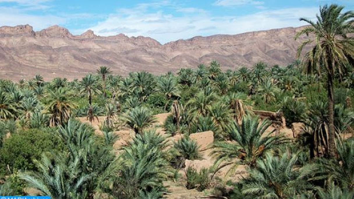 Jeunes palmiers dattiers (Phoenix dactylifera), dans une oasis marocaine. 
