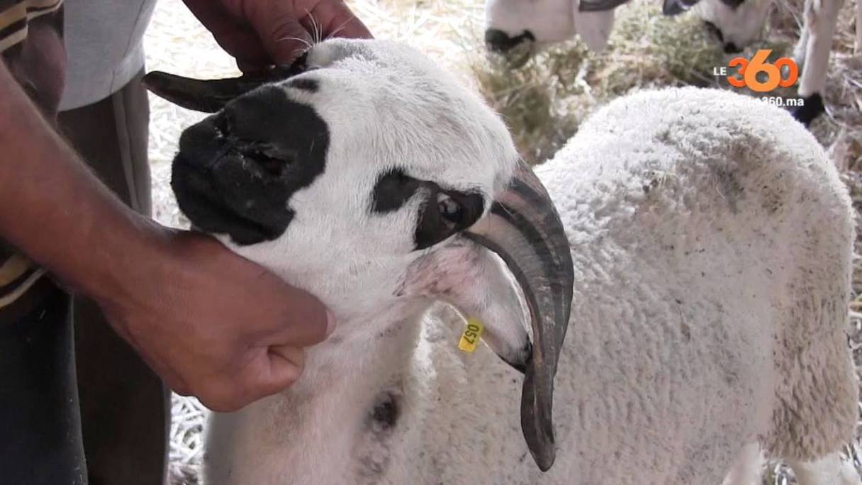 Un mouton, étiqueté par l'ONSSA, et prêt pour le sacrifice rituel de Aïd Al-Adha. 

