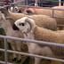 Aïd Al-Adha: polémique autour des prix du mouton