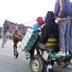 La commune de Berrechid interdit la circulation des charrettes tractées par des animaux