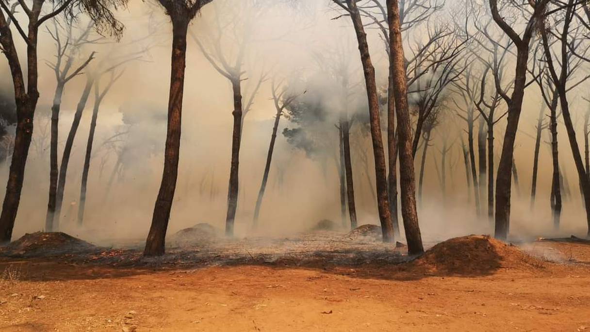 Les arbres brûlés par le feu qui sévit dans la forêt urbaine La Hipica, près de Larache.

