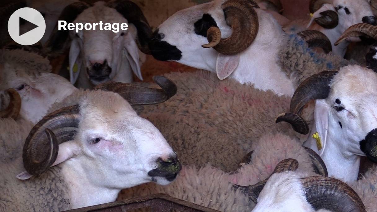 Moutons de race Sardi, en vente dans un garage à Casablanca, peu avant Aïd Al-Adha 1443. 
