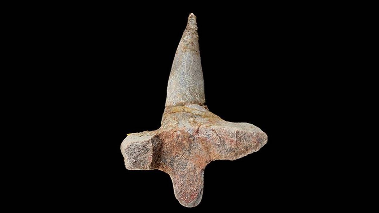 Coupe transversale d'une côte fossilisée de l’ankylosaure découvert au Maroc. 
