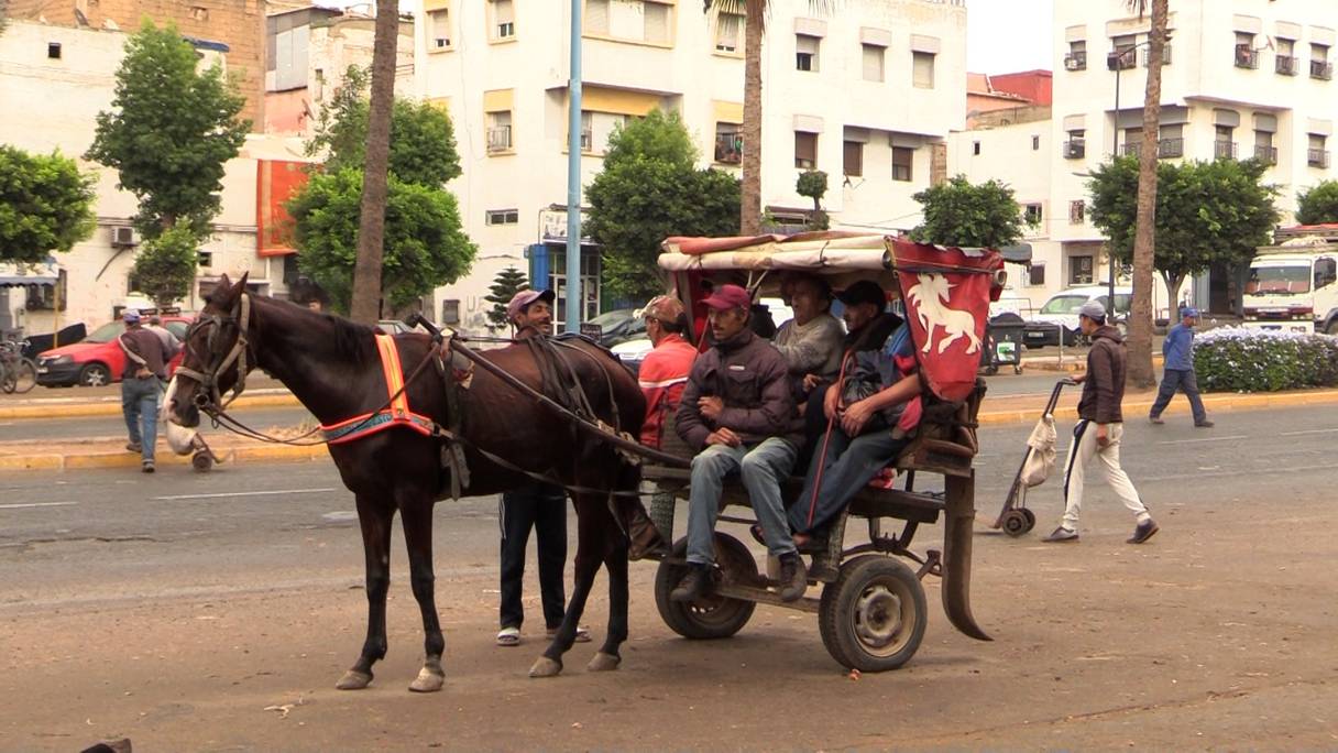 Lors de la session ordinaire du conseil communal de Casablanca, tenue mercredi 5 octobre 2022, Nabila Rmili a marqué sa détermination d’interdire la circulation dans la zone urbaine, aux charrettes à traction animale. 
