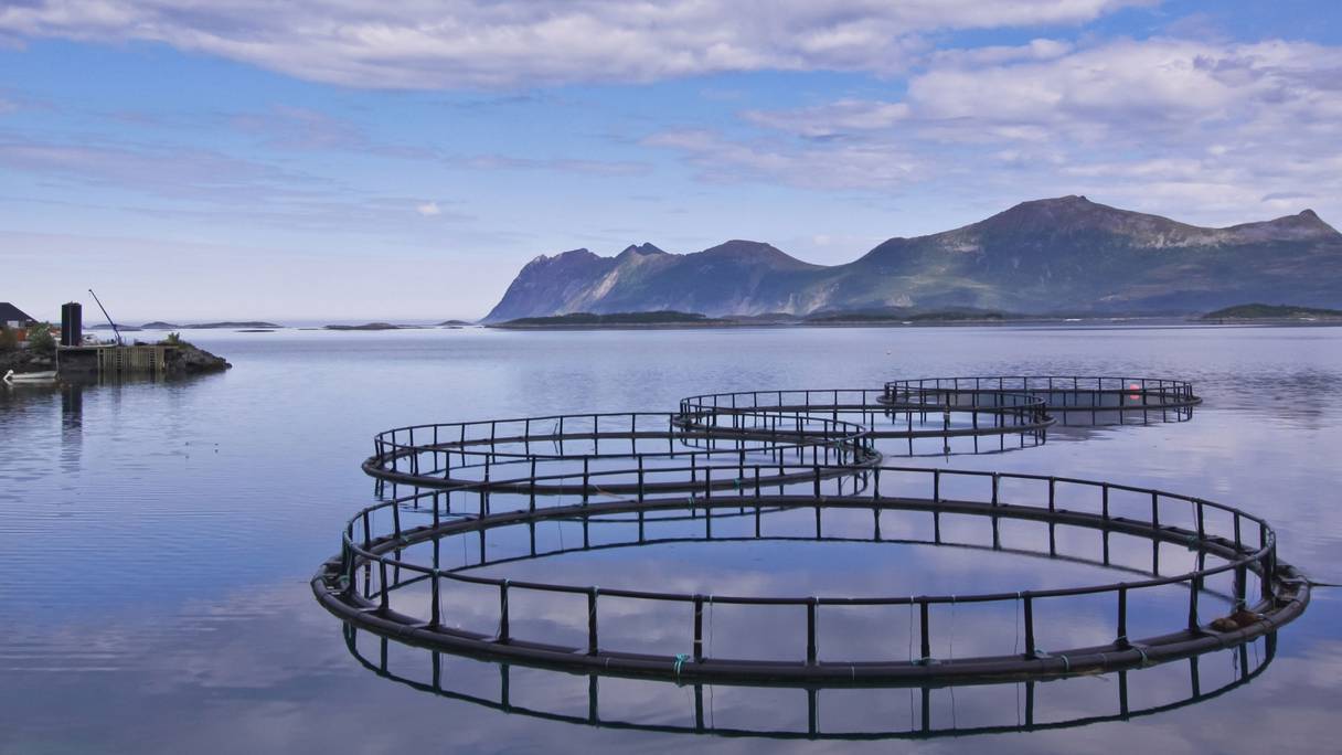 Cages d'élevage d'aquaculture en mer.

