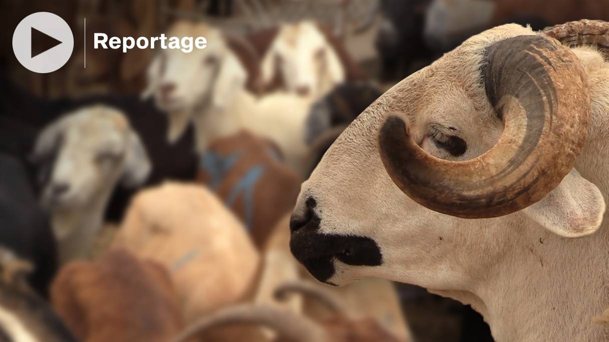 A Dakhla, les prix des ovins et caprins ont augmenté.
