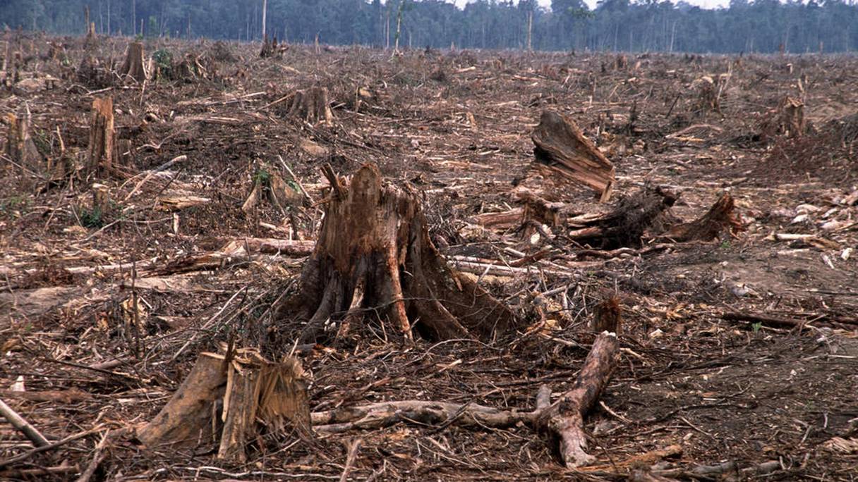 La dégradation des sols se manifeste notamment à travers la déforestation.
