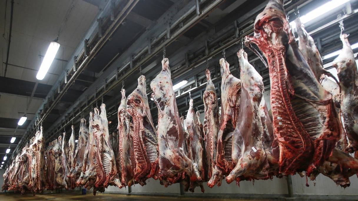 Carcasses de viande suspendues, après un abattage rituel. 
