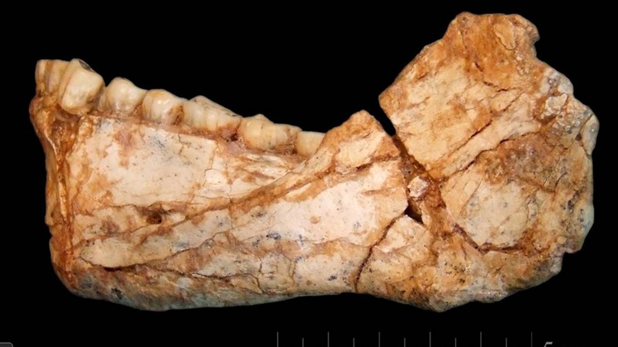 La mandibule d'Homo sapiens dont les restes ont été découverts à Jbel Irhoud, site situé dans la région de Safi.
