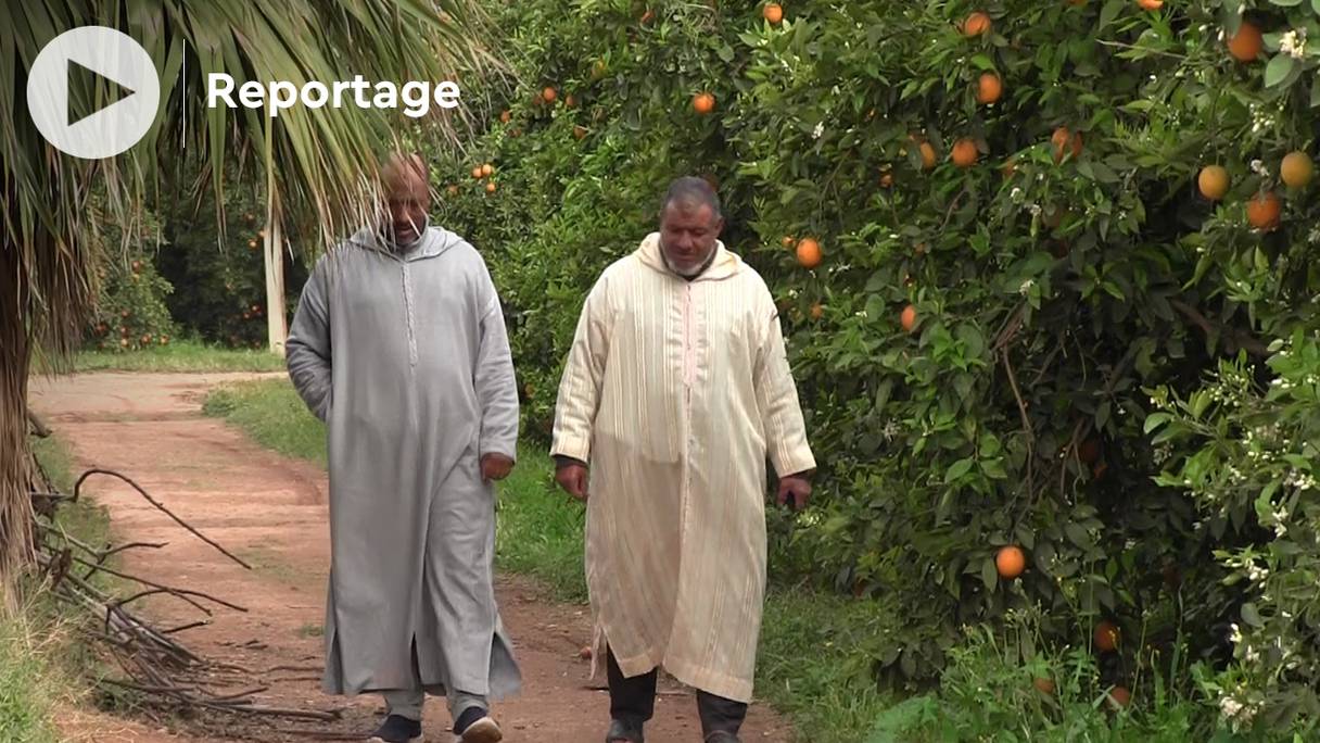 Pour les cultivateurs de Souss-Massa, les pluies sont arrivées à une période très critique.
