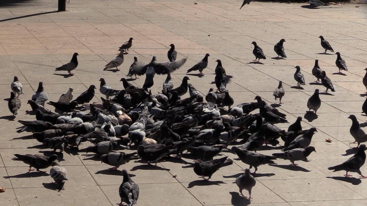 Les pigeons prolifèrent dans la ville de Casablanca.
